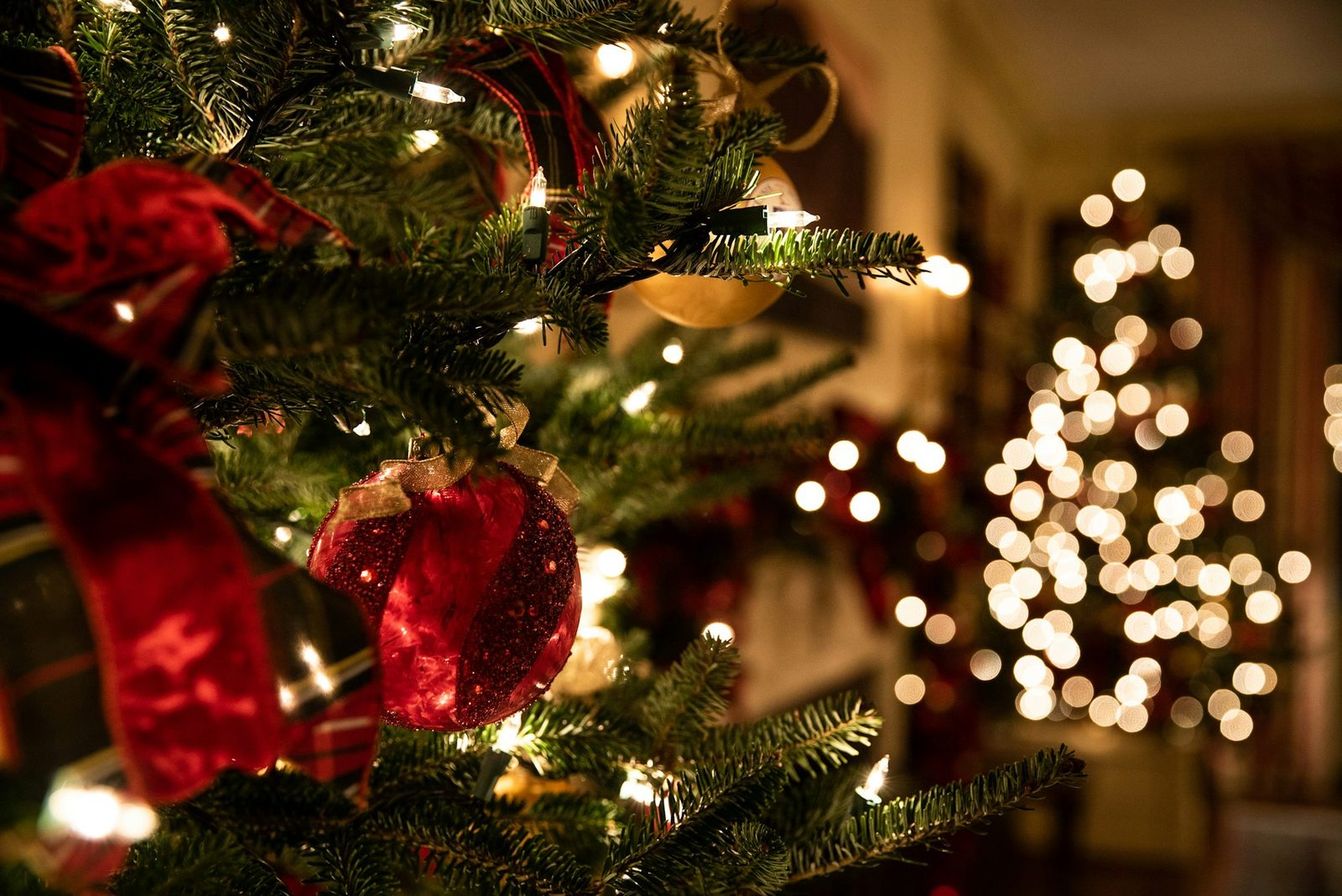 A beautifully lit and decorated real Christmas tree