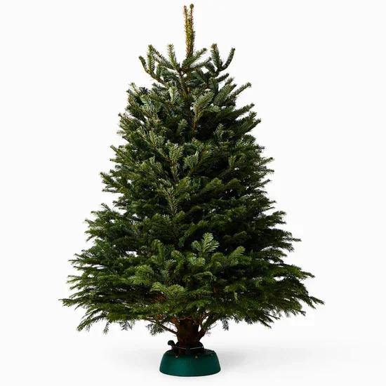 Traditional Norway Spruce