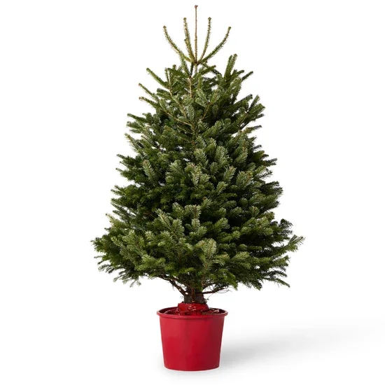 Pot-Grown Nordmann Fir